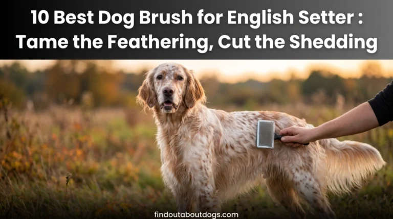 Best Dog Brush for English Setter