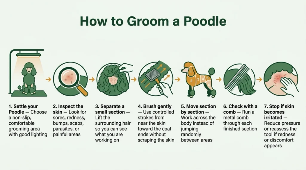Seven-step infographic showing how to brush a Poodle safely and thoroughly.